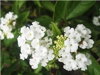 5c5f39a4-Picture 012.jpg